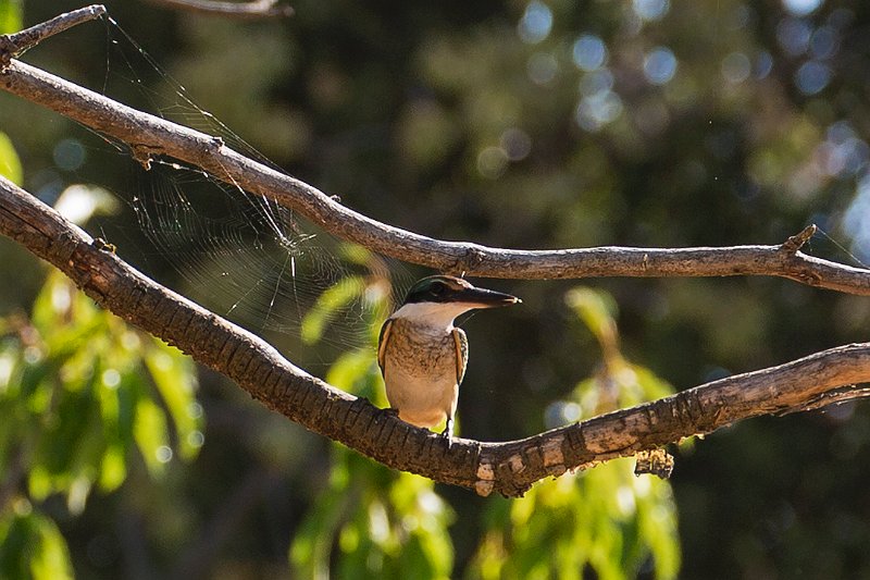 kingfisher LBG.jpg